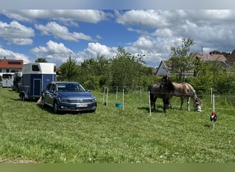 Criollo Mix, Gelding, 11 years, 14 hh, Dun