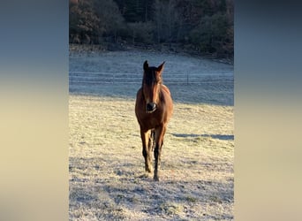 Criollo Mix, Gelding, 11 years, 14,1 hh, Brown