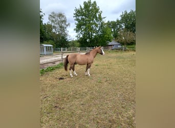 Criollo, Gelding, 14 years, 14,1 hh