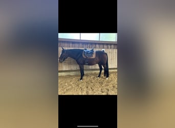 Criollo Mix, Gelding, 14 years, 15.1 hh, Brown