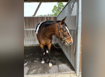 Criollo Mix, Gelding, 14 years, 15.1 hh, Brown