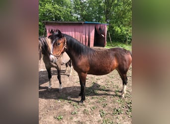 Criollo, Gelding, 1 year, 11.2 hh, Brown