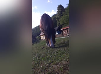 Criollo, Gelding, 21 years, 15,1 hh, Bay-Dark