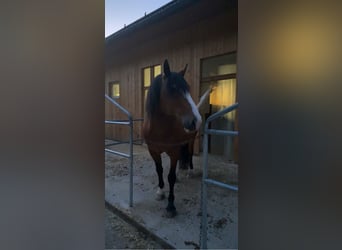 Criollo, Gelding, 21 years, 15,1 hh, Brown