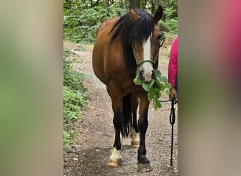 Criollo, Gelding, 23 years, 15.1 hh