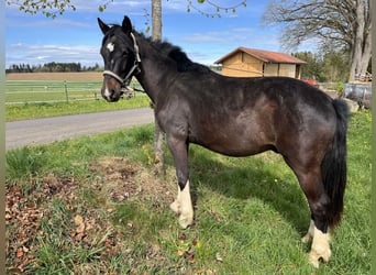 Criollo, Gelding, 2 years, 13,1 hh, Smoky-Black
