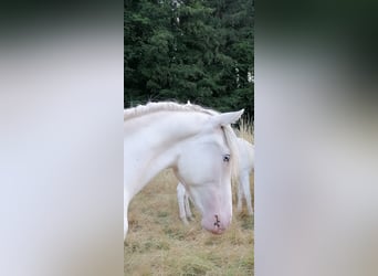 Criollo, Gelding, 2 years, 14,3 hh, Leopard-Piebald