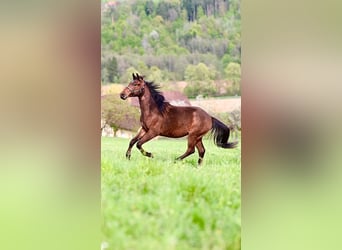 Criollo Mix, Gelding, 2 years, 14,1 hh, Brown
