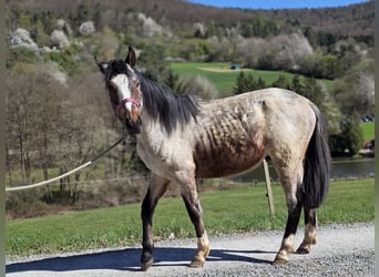 Criollo, Gelding, 2 years, 14,2 hh, Roan-Bay