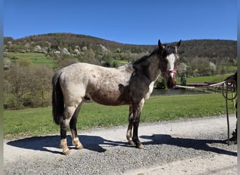 Criollo, Gelding, 2 years, 14,2 hh, Roan-Bay