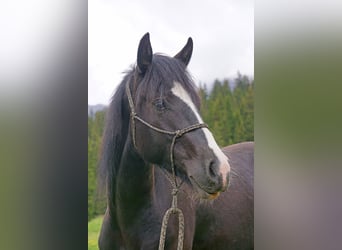 Criollo, Gelding, 2 years, Pinto