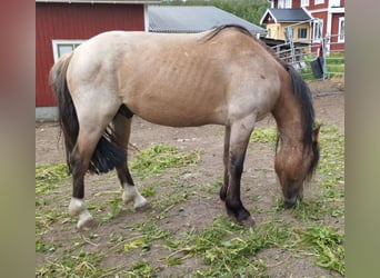 Criollo, Gelding, 3 years, 13.2 hh, Roan-Red