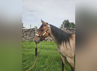 Criollo, Gelding, 3 years, 13,3 hh, Roan-Red