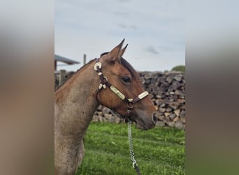 Criollo, Gelding, 3 years, 13,3 hh, Roan-Red