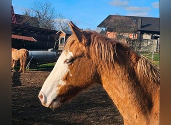 Criollo, Gelding, 3 years, 14.1 hh, Chestnut-Red