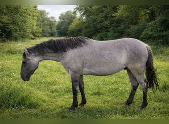 Criollo, Gelding, 3 years, 14.1 hh, Grullo