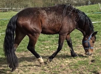 Criollo, Gelding, 3 years, 14,2 hh, Brown
