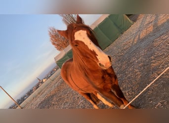 Criollo, Gelding, 4 years, 14,2 hh, Chestnut-Red