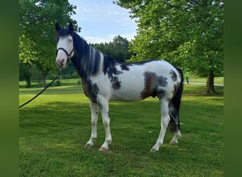 Criollo, Gelding, 4 years, 15.1 hh, Overo-all-colors