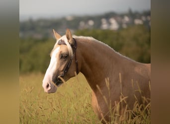 Criollo, Wallach, 5 Jahre, 13,3 hh, Cremello