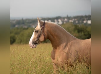 Criollo, Gelding, 5 years, 13,3 hh, Cremello