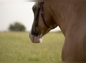 Criollo, Gelding, 5 years, 14 hh, Cremello