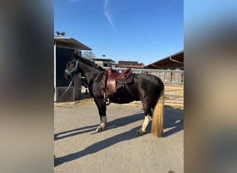 Criollo, Gelding, 6 years, 14,1 hh, Black