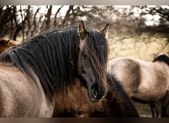 Criollo, Gelding, 7 years, 14.3 hh, Grullo