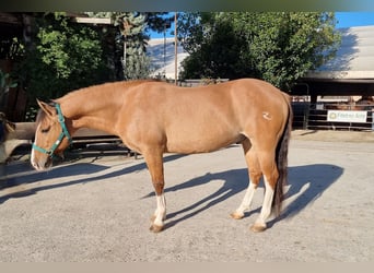 Criollo, Gelding, 7 years, 14,1 hh, Dunalino