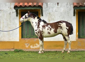 Criollo, Gelding, 8 years, 14.2 hh, Overo-all-colors
