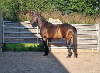 Criollo Mix, Gelding, 8 years, 15,2 hh, Smoky-Black