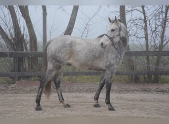 Criollo Mix, Gelding, 8 years, 15,1 hh, Grey