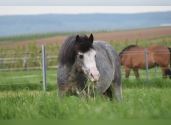 Criollo Mix, Gelding, 9 years, 13.3 hh, Can be white