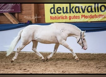 Criollo, Wallach, 9 Jahre, 14,1 hh, Overo-alle-Farben