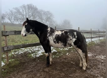 Criollo, Gelding, 9 years, 14,2 hh, Overo-all-colors