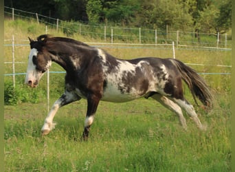 Criollo, Gelding, 9 years, 14,2 hh, Overo-all-colors