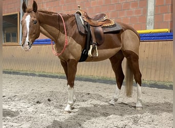 Criollo Mix, Gelding, 9 years, 16 hh, Chestnut-Red