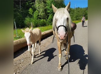 Criollo, Giumenta, 10 Anni, 140 cm, Palomino