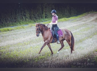 Criollo, Giumenta, 10 Anni, 141 cm, Rabicano