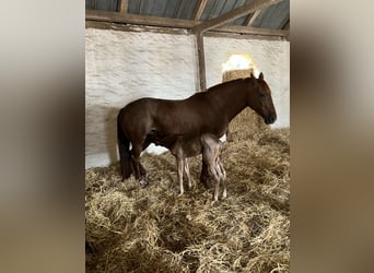 Criollo, Giumenta, 10 Anni, 141 cm, Rabicano