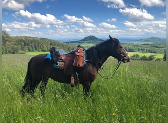 Criollo, Giumenta, 10 Anni, 142 cm, Baio