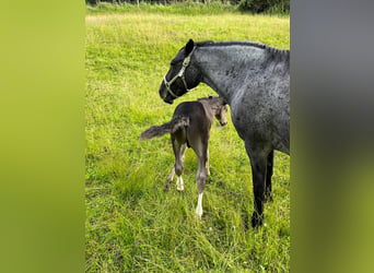 Criollo, Giumenta, 14 Anni, 147 cm, Roano blu