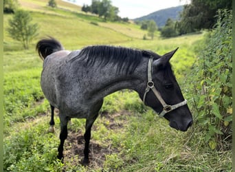 Criollo, Giumenta, 14 Anni, 148 cm, Roano blu