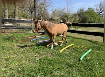 Criollo, Giumenta, 1 Anno, 142 cm, Red dun