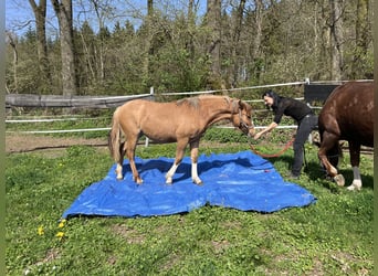 Criollo, Giumenta, 1 Anno, 142 cm, Red dun