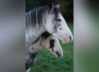 Criollo, Giumenta, 1 Anno, 150 cm, Overo-tutti i colori