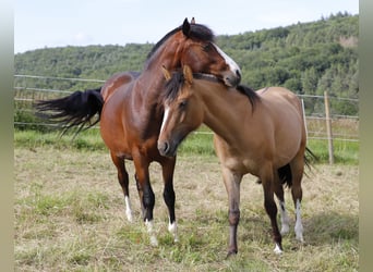 Criollo, Giumenta, 2 Anni, 138 cm, Falbo