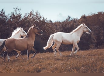 Criollo, Giumenta, 2 Anni, 140 cm, Palomino