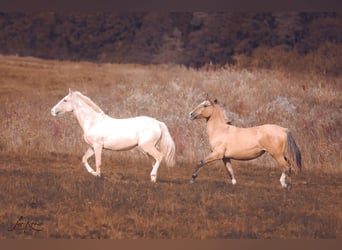 Criollo, Giumenta, 2 Anni, 140 cm, Palomino