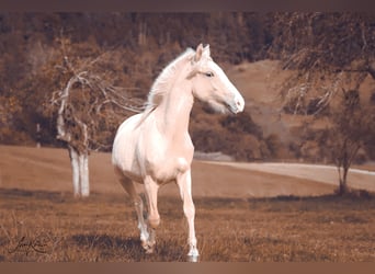 Criollo, Giumenta, 2 Anni, 140 cm, Palomino